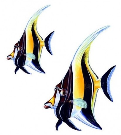 Vízalatti matrica,  Bálványhal csoport