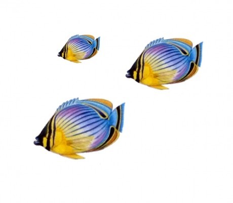 Vízalatti matrica, Szemfoltos Pillangóhal csoport